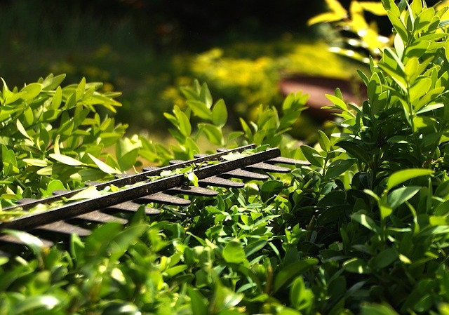 Garden Tools, Hedge Trimmers